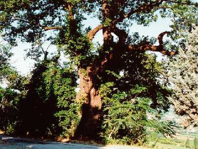  Image name: quercia3.jpg 
 width: 400 pixel 
 height: 300 pixel 
 Size: 36008 bytes 
 Click to enlarge 